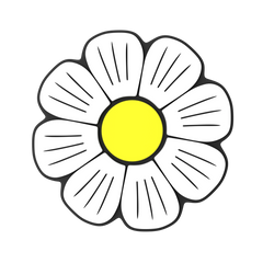 Budz | Daisy